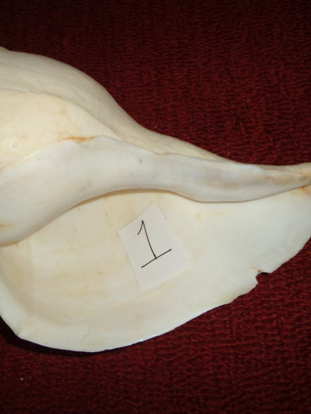 Sea Shell Large 13" Lightning Whelk Rugged Edges Nature's Beauty